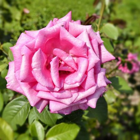 サン・シーロCasa Giardino Fioritoアパートメント エクステリア 写真