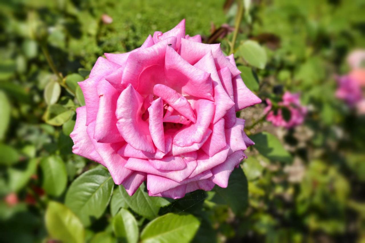 サン・シーロCasa Giardino Fioritoアパートメント エクステリア 写真